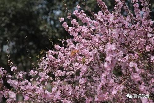 国产久丁香,传承与创新中的民族香氛传奇  第3张