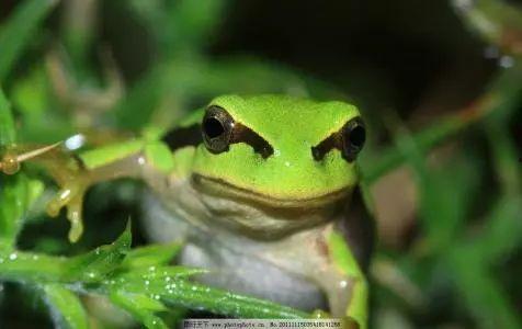 国产91小青蛙,探寻童年记忆中的欢乐精灵  第2张