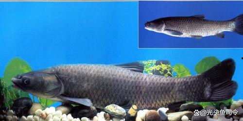 青鱼视频国产3,探索青春光影下的情感世界  第2张